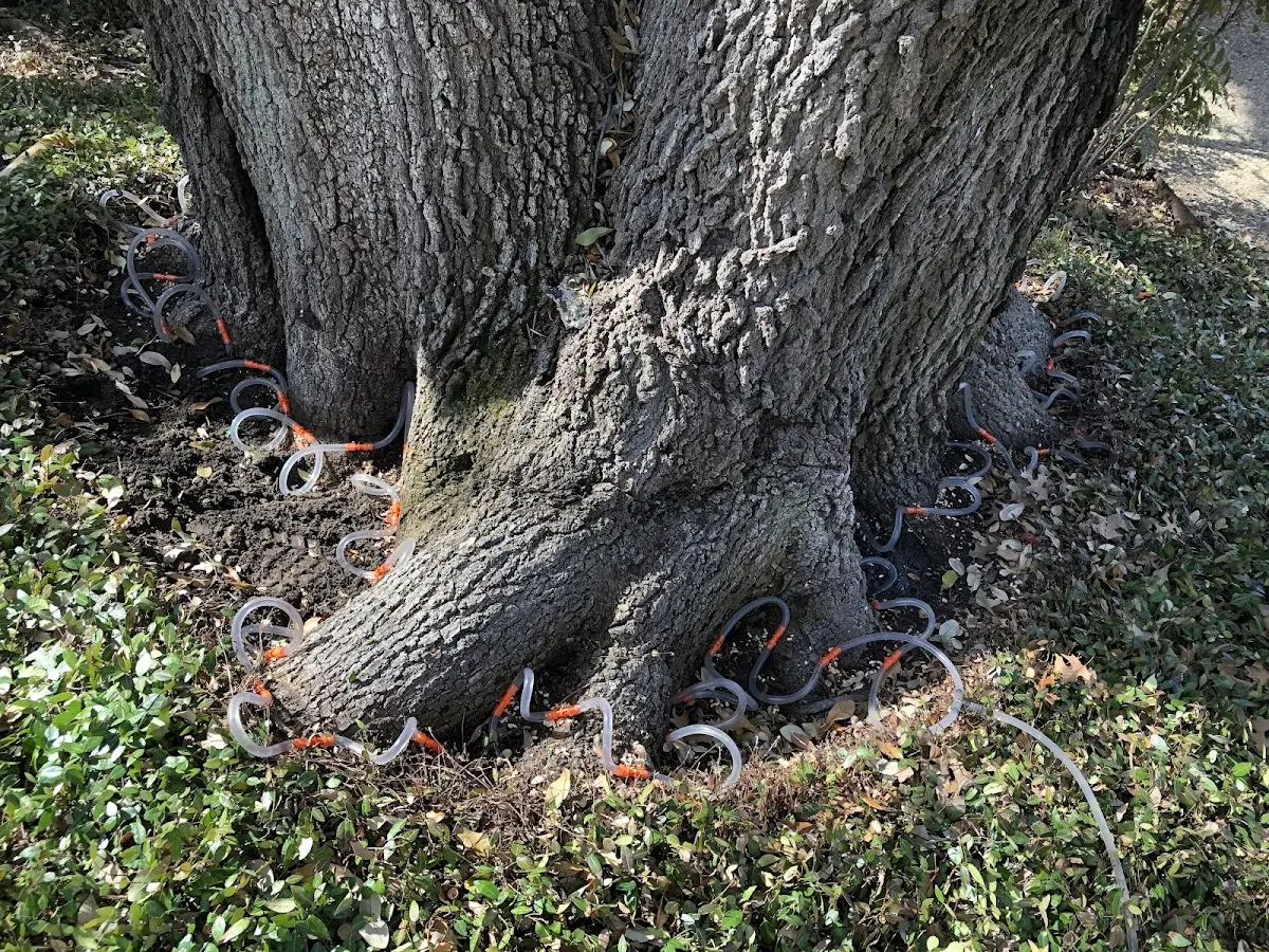 Detailed Tree Cabling and Bracing job site in Conneautville