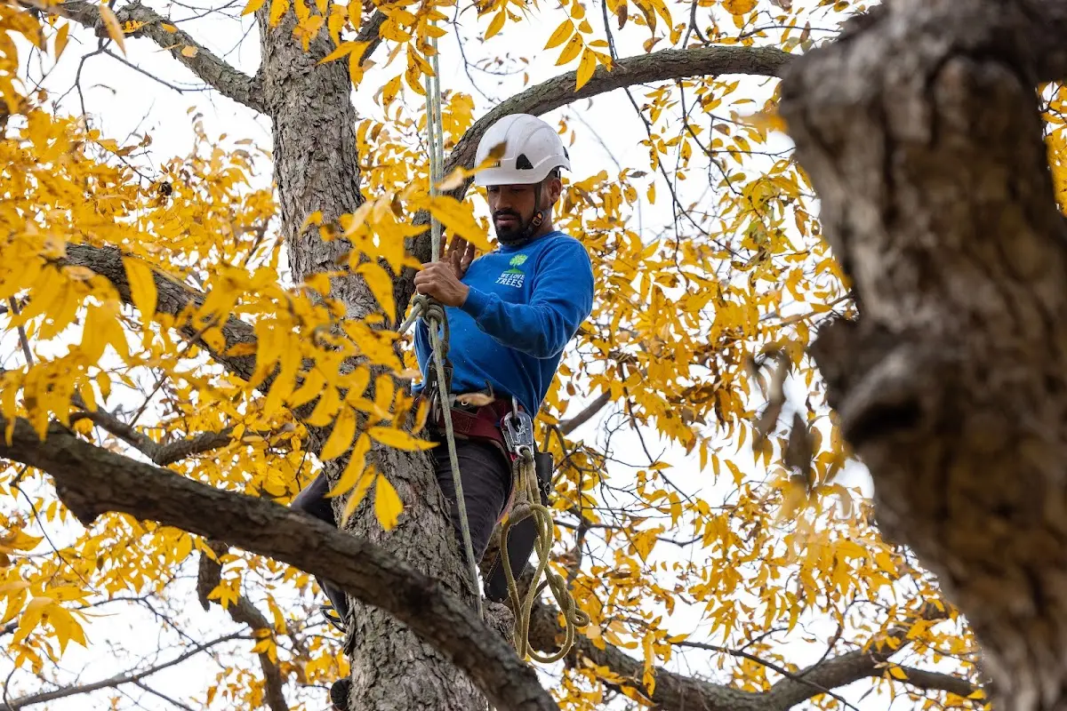 Skilled Tree Pruning crew working in Conneautville