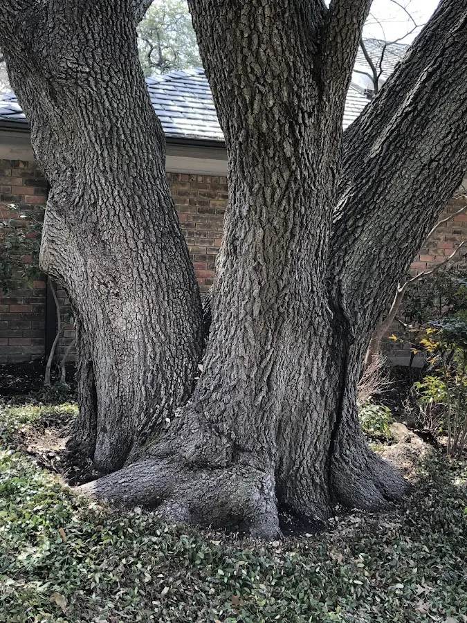 Mature heritage tree close to a Conneautville property cared for by certified arborists